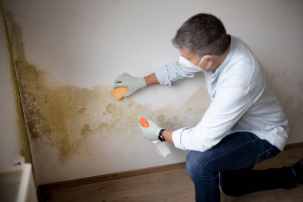 Best Environmental Consulting for Mold Prevention  in Ames Lake, WA