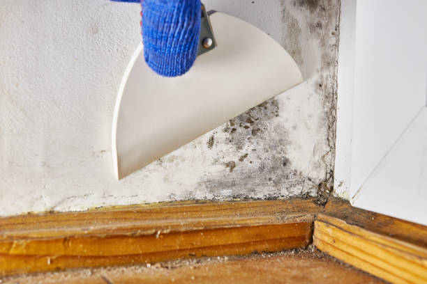 Best Forensic Mold Investigation  in Ames Lake, WA