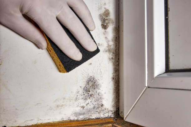 Best Mold Odor Removal Services  in Ames Lake, WA